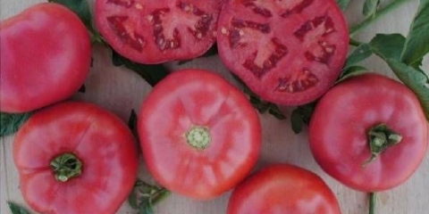 Paradajz ružičasto čudo f1: recenzije, fotografije, prinos